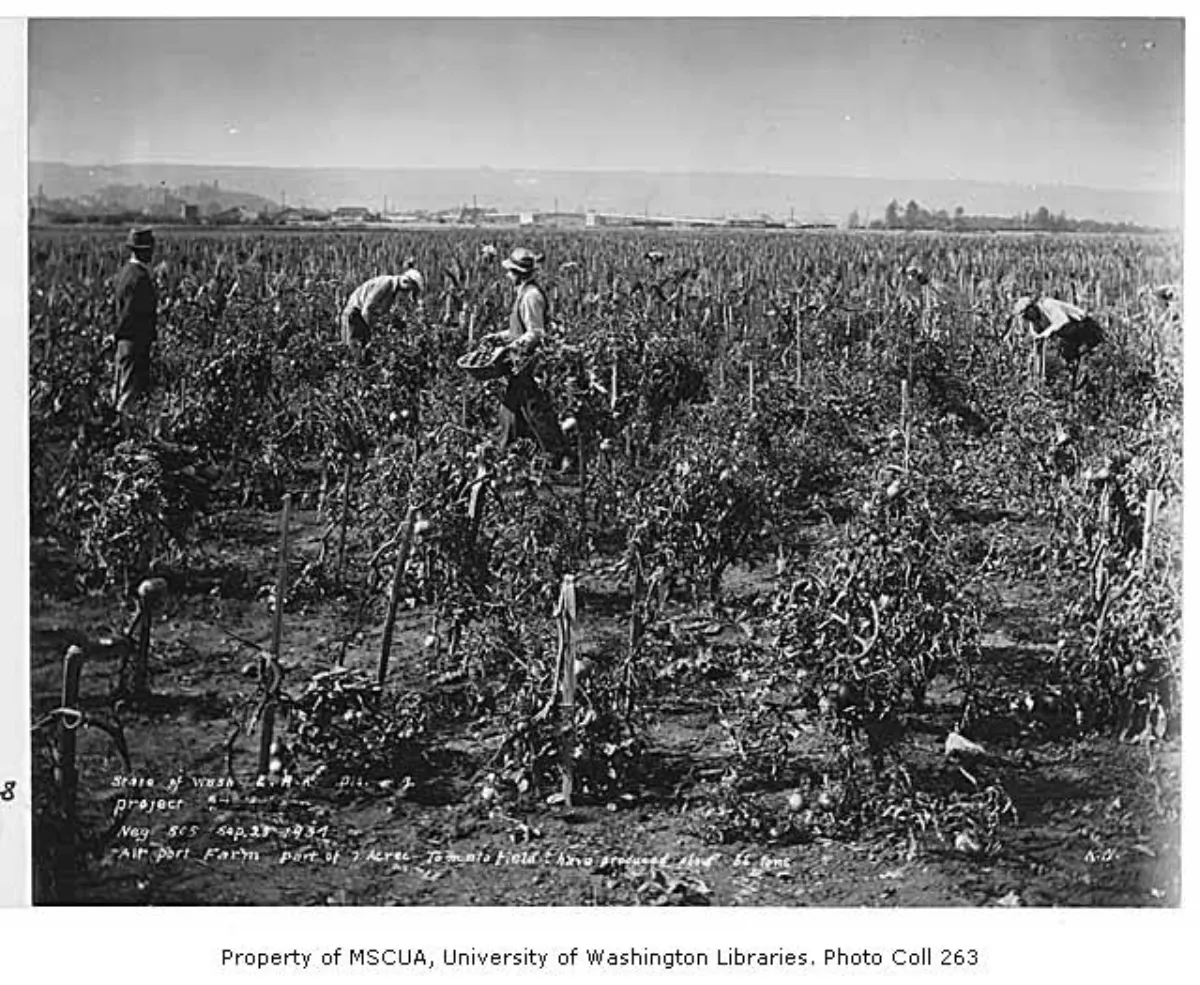 Workers picking tomatoes on an American farm