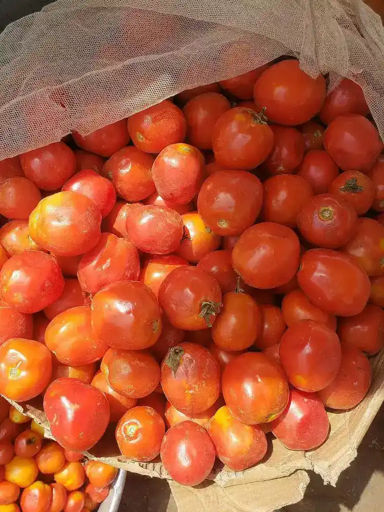 Fresh red tomatoes packed with lycopene, a powerful antioxidant