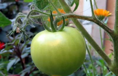 Green Tomato Catsup Recipe