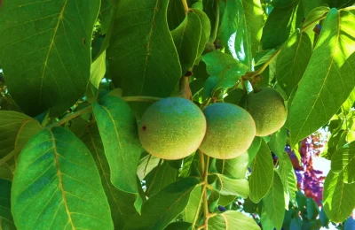 Walnut Catsup Recipe