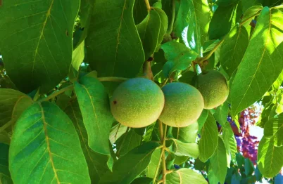 Walnut Catsup Recipe