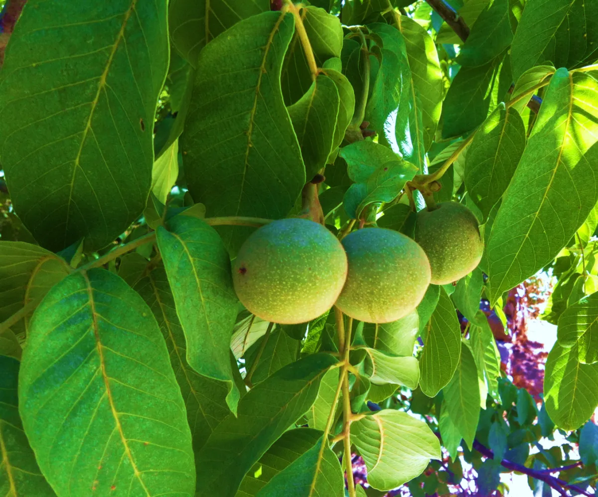 Walnut Catsup Recipe