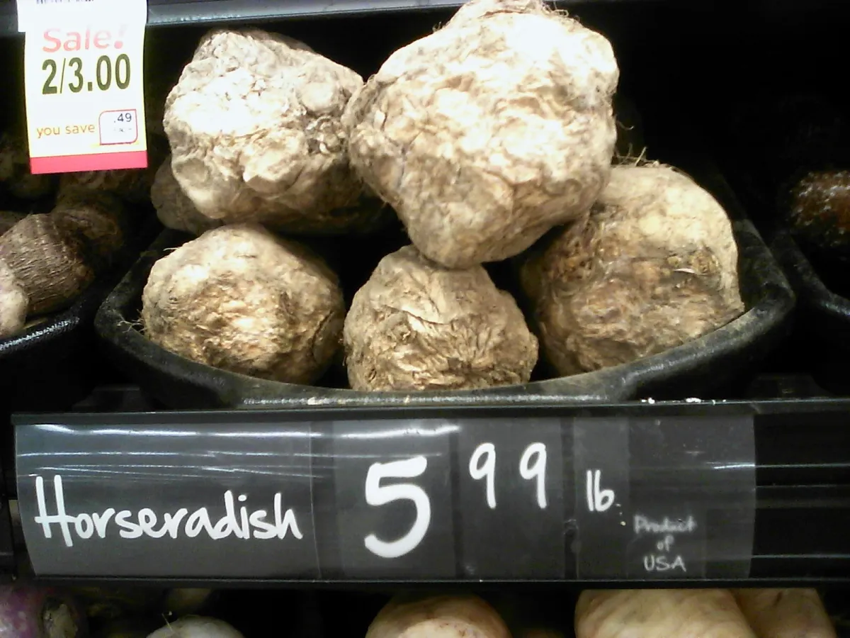 Fresh horseradish root, the fiery backbone of cocktail sauce