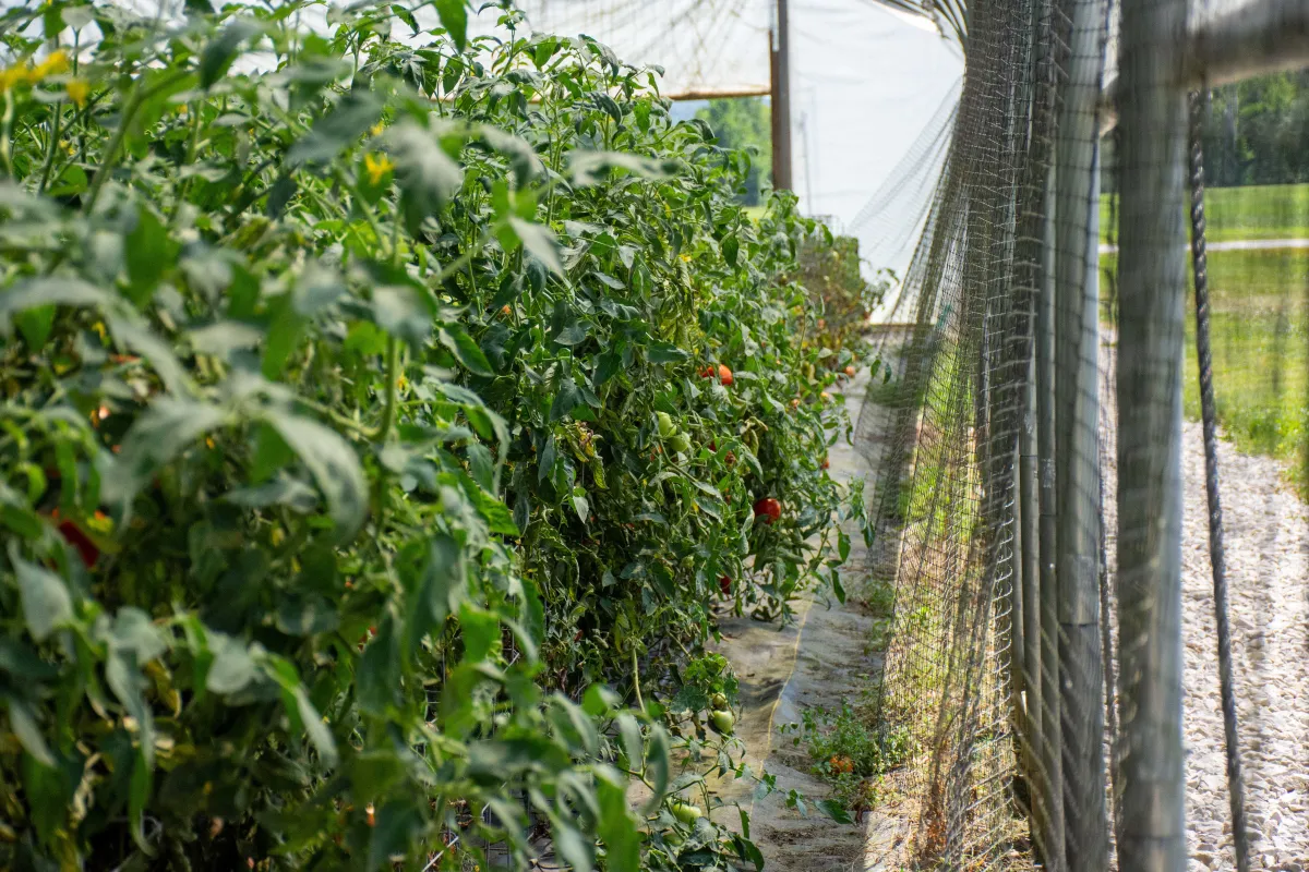 Red Gold Catsup: A Complete Guide to This Indiana-Made Favorite