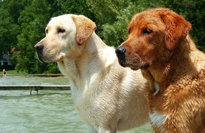 Can Dogs Eat Catsup? Safety Guide for Pet Owners