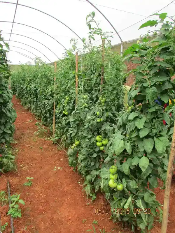 Ripe organic tomatoes grown with natural methods for wholesome ingredients