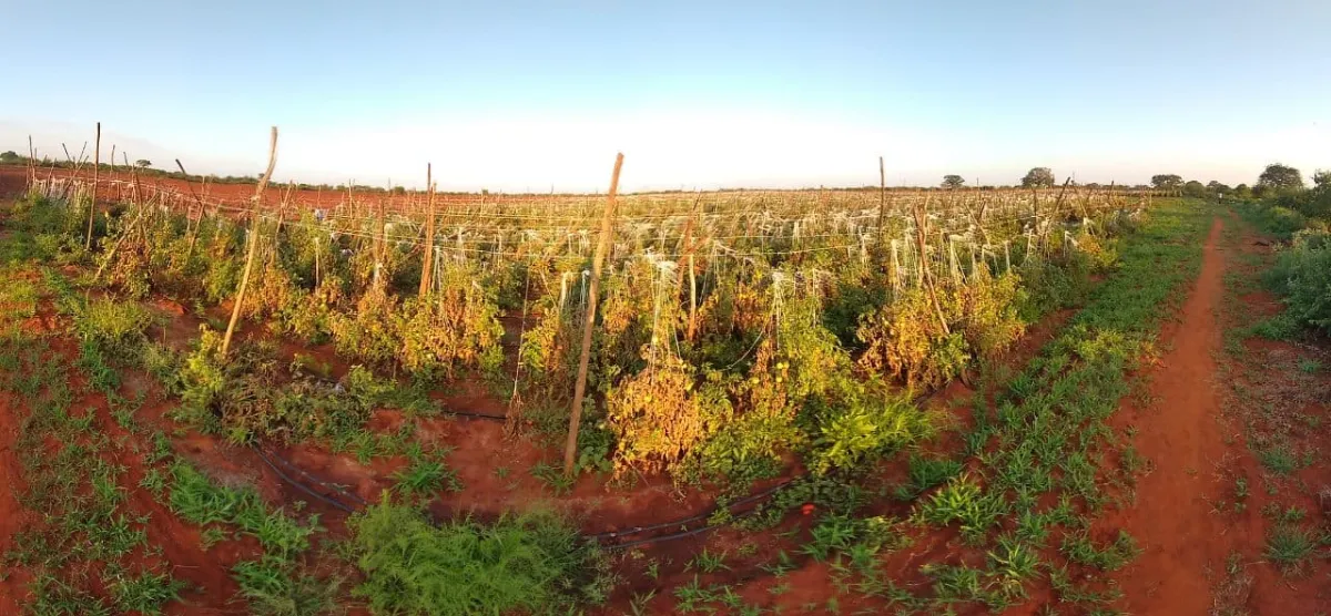An organic tomato farm where nature and careful cultivation produce the finest fruit