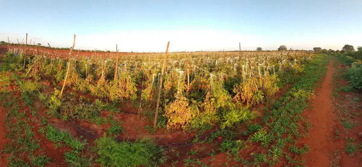 An organic tomato farm where nature and careful cultivation produce the finest fruit