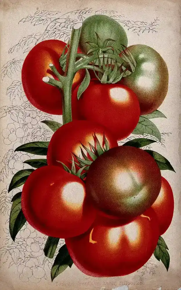 A chromolithograph botanical illustration of ripe tomatoes once believed to have medicinal