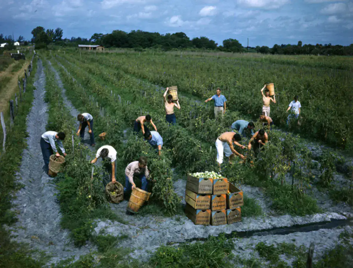 Workers picking ripe tomatoes in a sun-drenched field