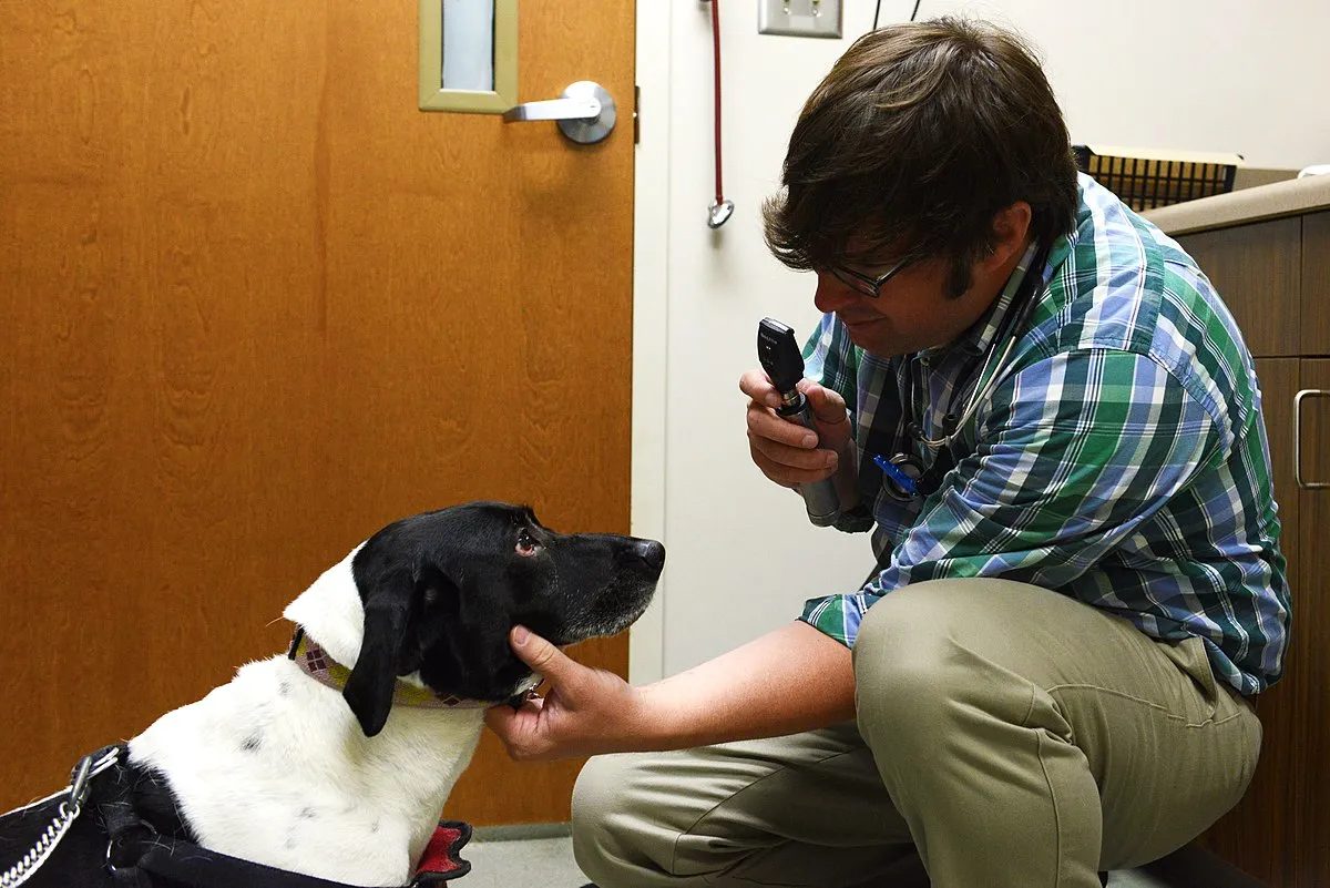 A veterinary professional providing care to a beloved pet