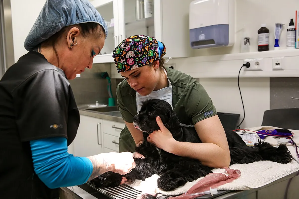 A veterinarian carefully examining a dog at a treatment facility