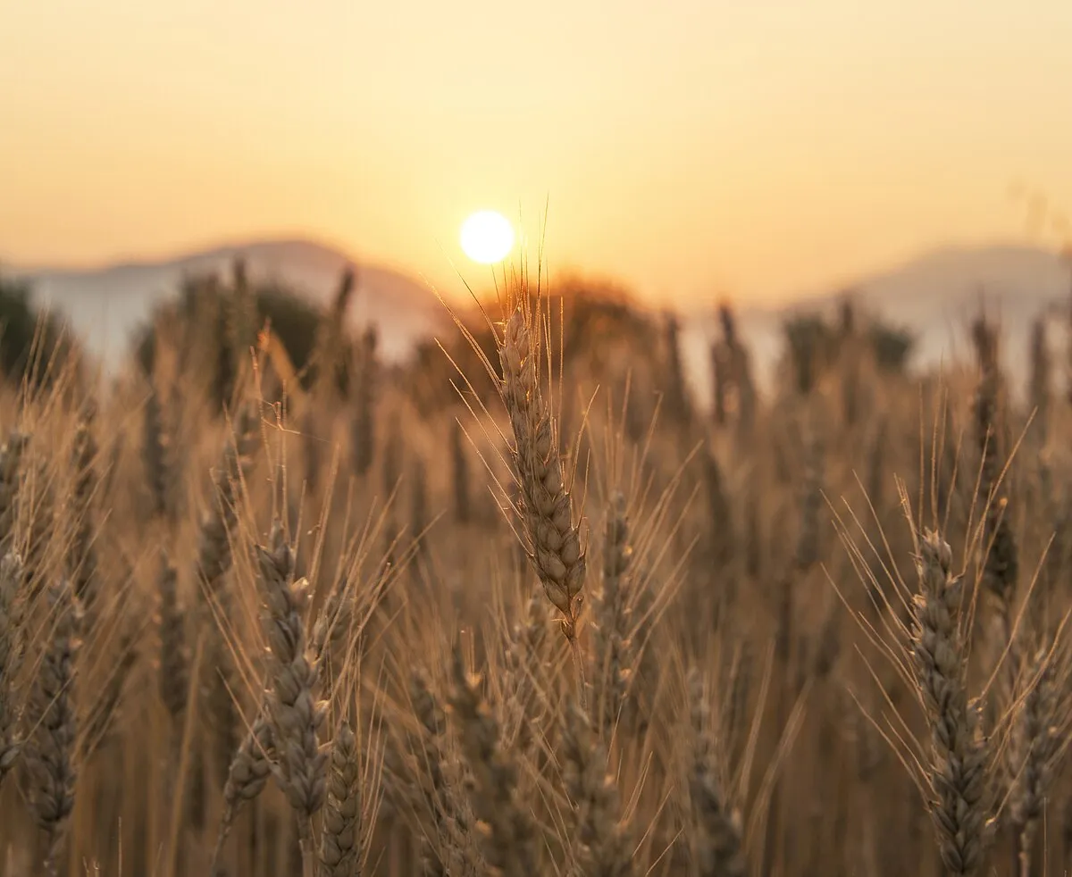 Golden wheat swaying in the breeze, the source of gluten in many foods
